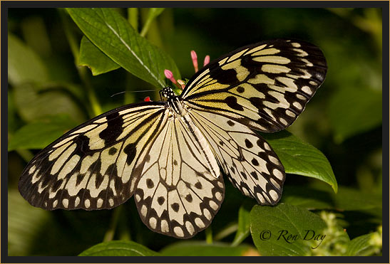 Rice Paper Butterfly